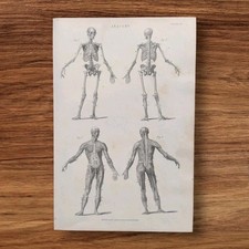 Antique 1876 Human Male