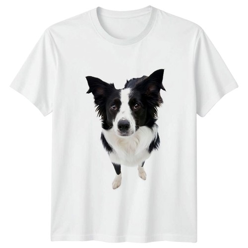 Border collie dog lover - dog,