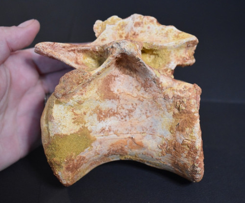 Kem spinosaurus theropod - kem,