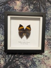 Dead leaf butterfly - leaf,