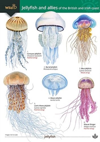 Jellyfish and allies - of, the
