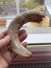 Rams Horn