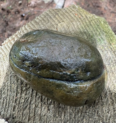 Agatized crab concretion - agatized,