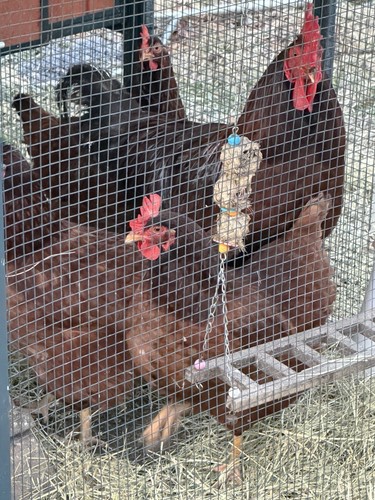 Rhode island red hatching - red,