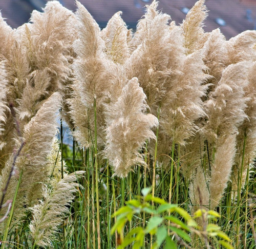 White feather pampas - white,