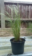 Stipa tenuissima 'Ponytails' 2ltr Pot.