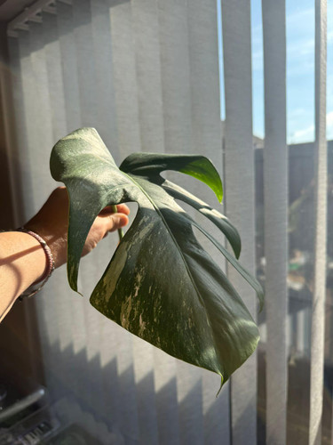 Monstera albo rooted cutting - cutting, 1