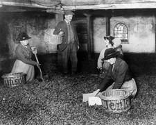 Workers preparing thousands of