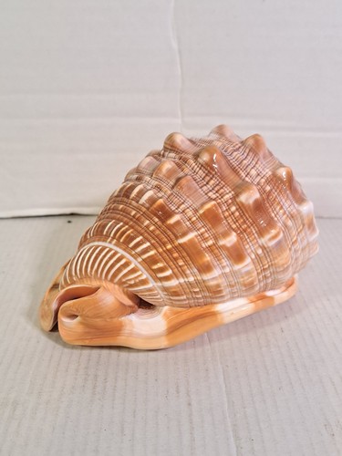 Natural bullmouth helmet conch - natural,