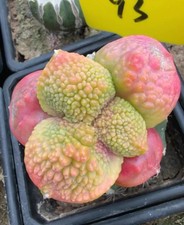 Live house plant ariocarpus - live,