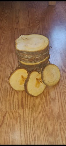 Rustic wooden slices tree - slices,