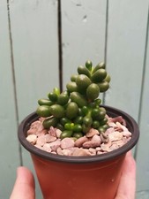5x Sedum Hernandezii succulent