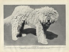 KOMONDOR SHEEP DOG BITCH OLD ORIGINAL DOG PRINT FROM 1934