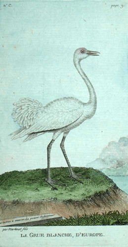 The white crane engraving - white,