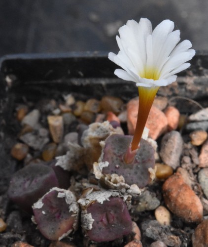 Conophytum cubicum type - conophytum, (type