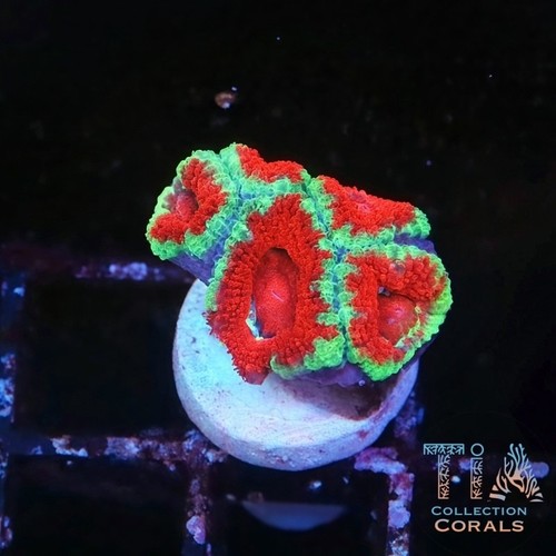 Tia rising sun rainbow acan - rainbow,