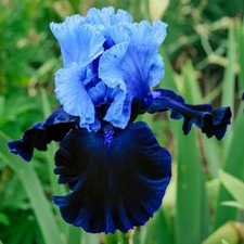 Iris germanica blue lace - bearded iris pond iris aquatic pond plant