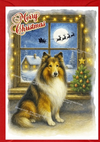 Rough collie dog - collie,