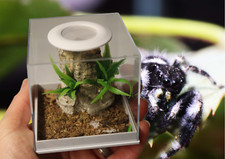 Budget Jumping Spider