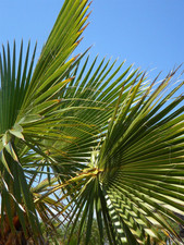 Trachycarpus Fortunei Fan Palm Tree Plant 30cm in a 5 Litre Pot
