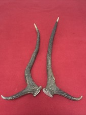 PAIR OF RED DEER ANTLERS 762g