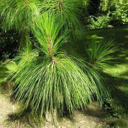 Yunnan pine pinus - yunnan, (pinus