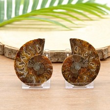 Ammonite Fossil Pair