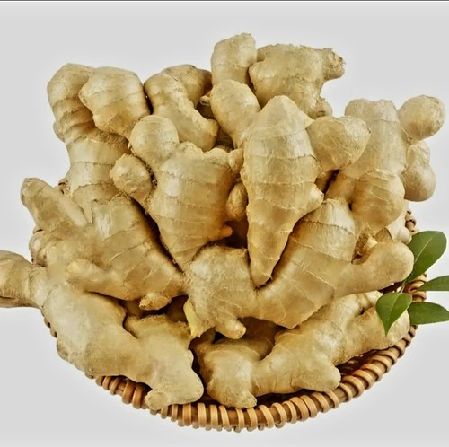 Fresh organic ginger roots - fresh,