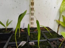 Licuala ramsayi - 7 cm Pot