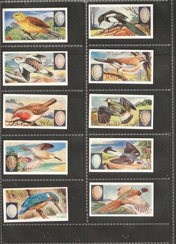 Barratt trade cards - cards, birds