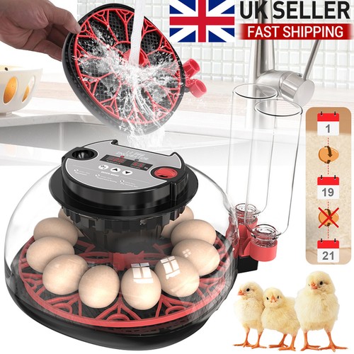 Eggs fully automatic - 12,