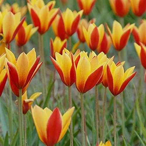 Imported winter tulip - winter,