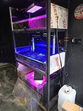 saltwater reef aquarium frag