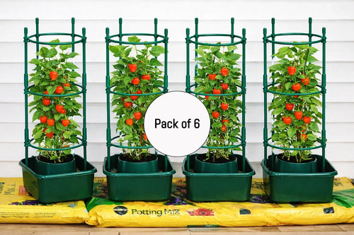 Tomato growbag halos - tomato, plant