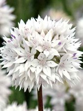 Allium  'Graceful Beauty'- 10