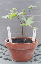 Starter bonsai collection - starter,