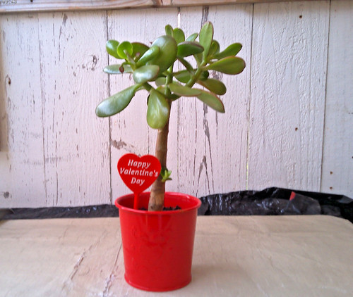 Crassula ovata jade - jade, live