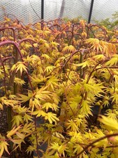 Acer Cascade Gold weeping acer