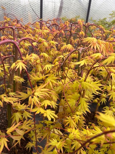 Acer cascade gold weeping - acer,