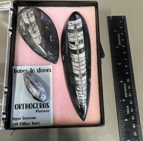 Orthoceras polished fossils - orthoceras,