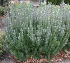 Rosmarinus Rosemary officinalis herb bee Plant Perennial Summer flowers 9 cm pot
