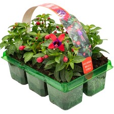 6 x Basket Plants Fuchsia Bush