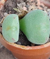 Succulent |  Conophytum