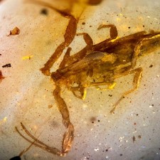 SCORPION in Burmese / Burmite