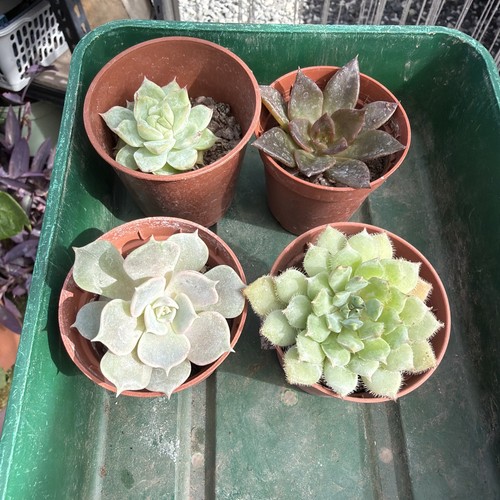 Mixed succulent collection - , of