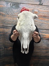 Neat Real Cow Skull W/O Horns