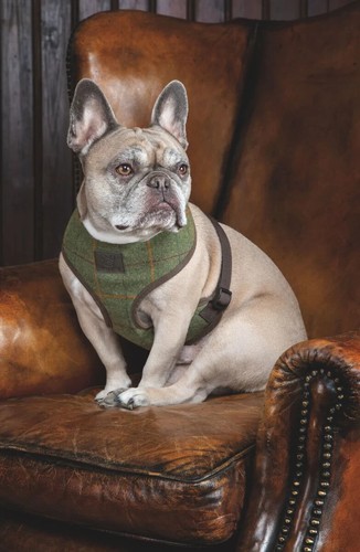 Digby fox tweed dog - digby,