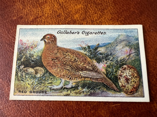 Gallaher birds nests eggs - birds,