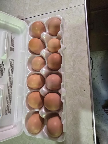 Barred rock hatching eggs - rock,