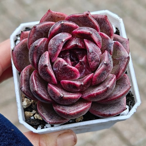 Echeveria rare sweet wine - echeveria,